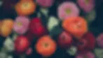 Colorful Flowers